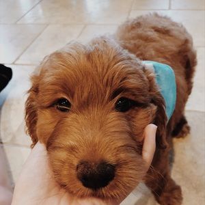 Meet your Posher, Kenna